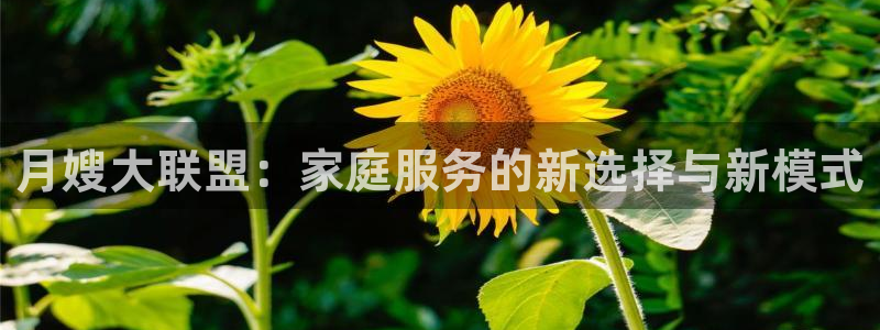 杏悦平台可靠吗可信吗安全吗